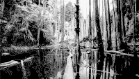 Swamp Grayscale