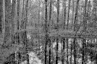 Swamp 2 Grayscale 