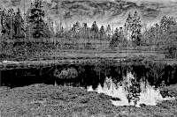 Swamp 3 Grayscale 