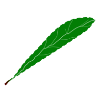 Green leaf