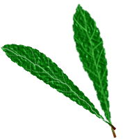 Green leaves, textured