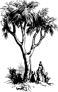 Doum palm