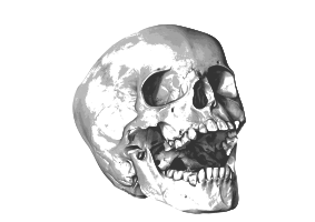 Calavera - skull
