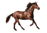 Caballo 1