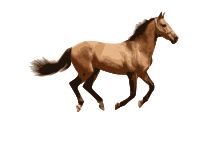 Caballo 2