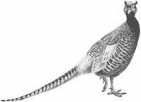 Pheasant (greyscale)