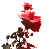 roses