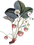 Strawberry Plant