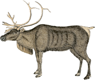 Vintage Reindeer