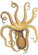 Vintage Octopus