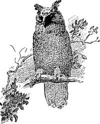 owl