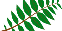 Pinnate Leaf