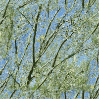 palo verde tucson