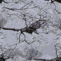 bird nest branches power lines berkeley
