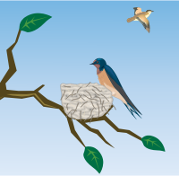 Barn Swallow