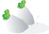 Radishes