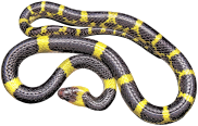 Yellow And Black Snake