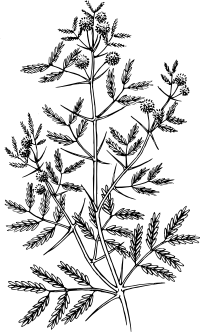 Acacia