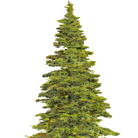Spruce