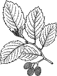 Alder