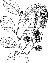 Alder 2
