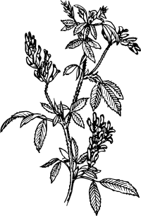 Alfalfa