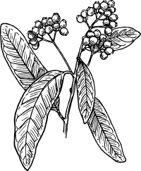 Allspice