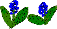 hyacinthus