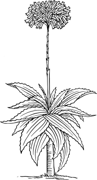 Aloe 2