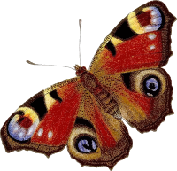 Peacock butterfly (colour)