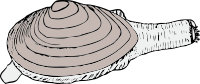 clam