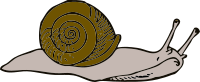 snail