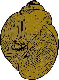 snail shell