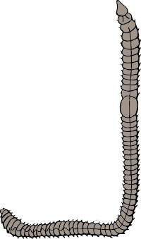 earthworm