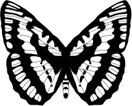 Black And White Butterfly 2