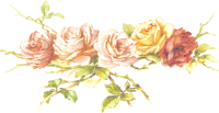 Rose 5 (isolated)
