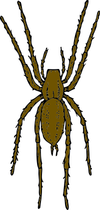 brown spider