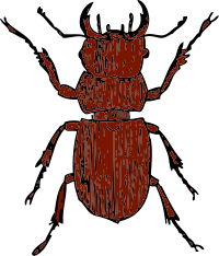 stag beetle