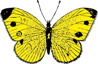butterfly