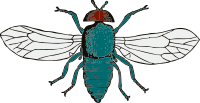 blue bottle fly