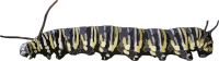 Caterpillar 1