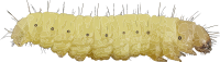 Caterpillar 2