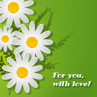 Bellis perennis