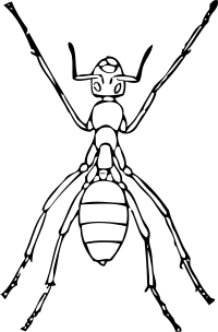 ant