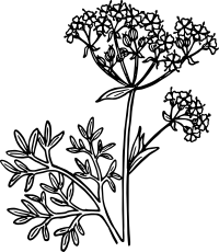 Anise 2