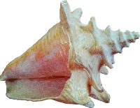 Sea shell 12 (photo quality)