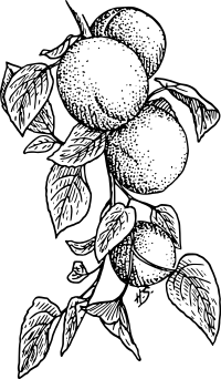 Apricot