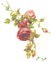 Rose 6 (isolated)