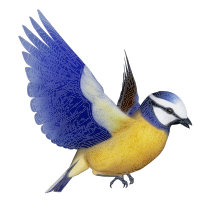 Colorful Bird