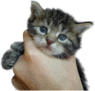 Cute Kitten